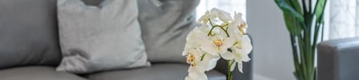 an orchid on a coffee table in a living room with a couch