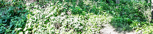 Lush green view filled with lots of trees at Deer Park Apartments in Council Bluffs, IA