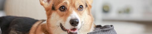 Pet friendly at Okemos MI Apartments | Okemos Grand Reserve