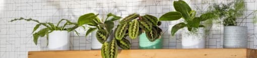 Plant Wall