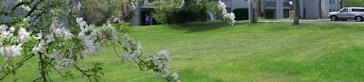 Charlton Apartments landscaping with willow tree
