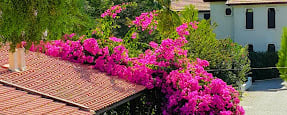 an aerial view of a courtyard with pink flowers