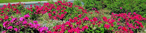 landscaping at Belmont Apartment Homes in Pittsburg, CA