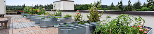 Rooftop garden at Cedar Park in Seattle WA