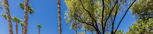 Park Area at THE PARKSIDE VILLAS APARTMENT HOMES, Nevada, 89123