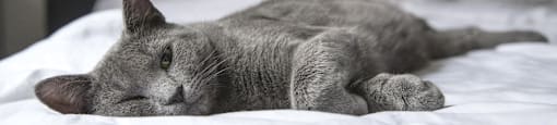 catfriendly