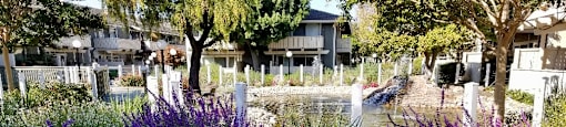Lavender plants
