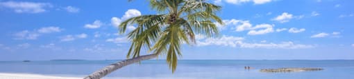 a palm tree leaning over a beach with the ocean