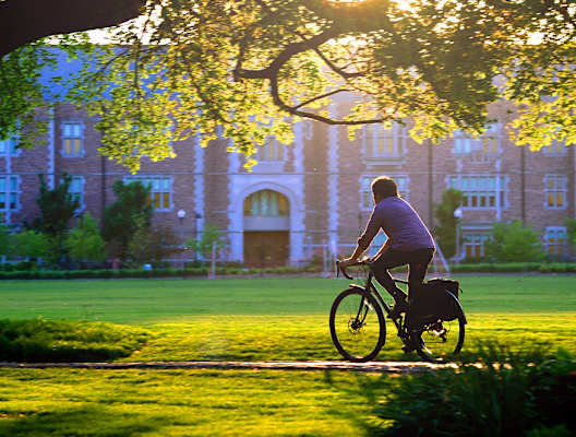 A person riding a bike under a tree with the sun shining through the branches.