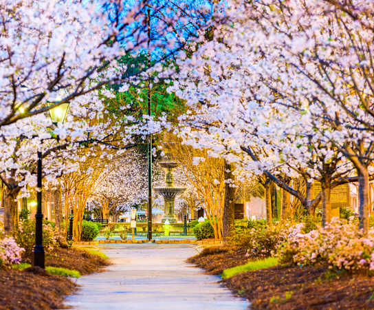 a pathway with flowering trees on either side and a building in the background