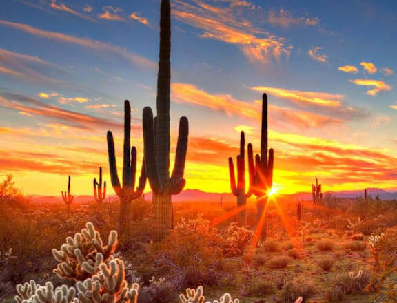 the sun sets over the desert with saguaro cactus