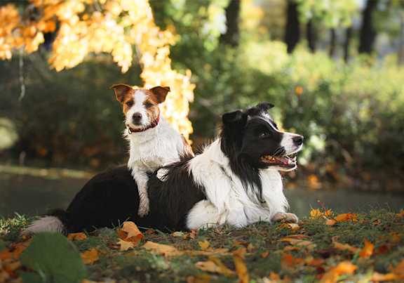 pets image