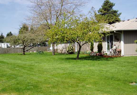 A tree with green leaves stands in a grassy yard.
