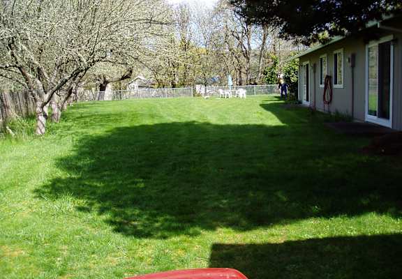 A backyard with a green lawn and a tree.