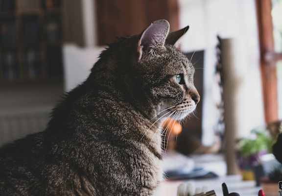 Cat Friendly at 901 Rendon, Burleson, TX