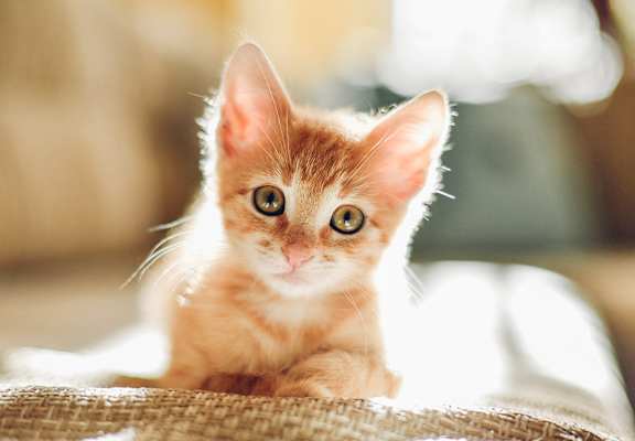 2 Kitten 1 stock image