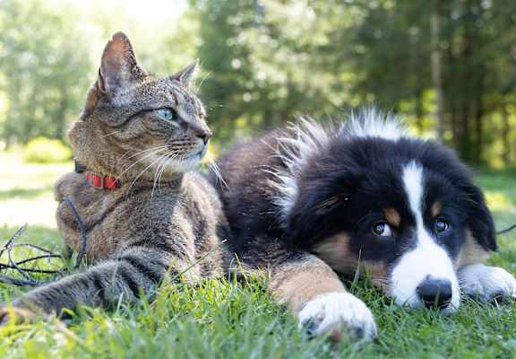 pet-friendly Wichita apartments