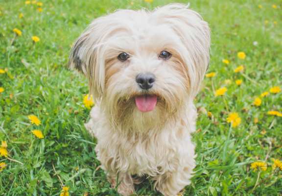 pet friendly apartments in Wilmington NC
