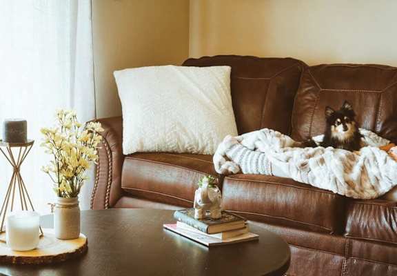 pet friendly apartment in Jackson, TN
