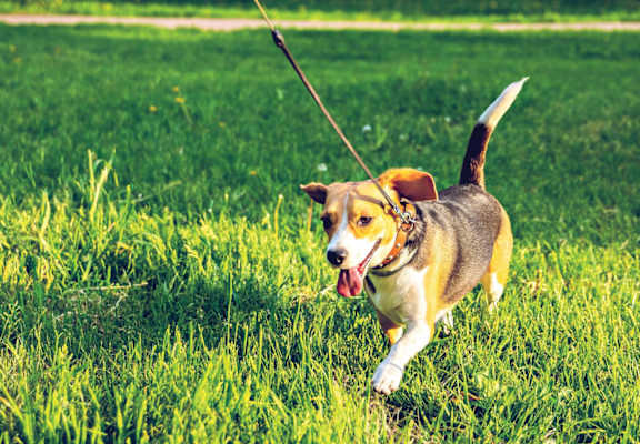 pet friendly apartments in Fayetteville NC