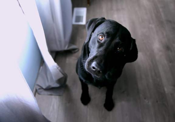 Pet friendly apartments in Brooklyn Park MN