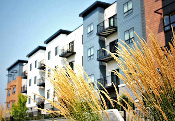 A tall grass in the foreground with apartment buildings in the background.