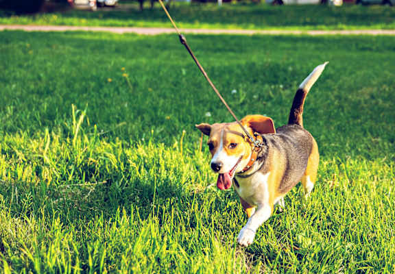 pet friendly apartments in Fayetteville, NC