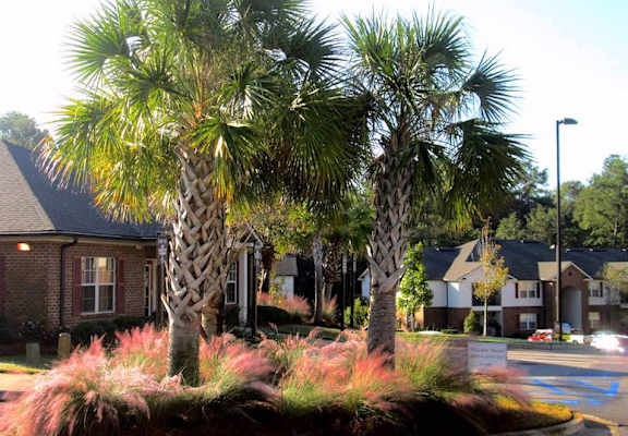 beautiful palm trees in community