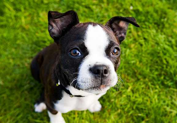Dog at Pet friendly apartments in Raleigh NC