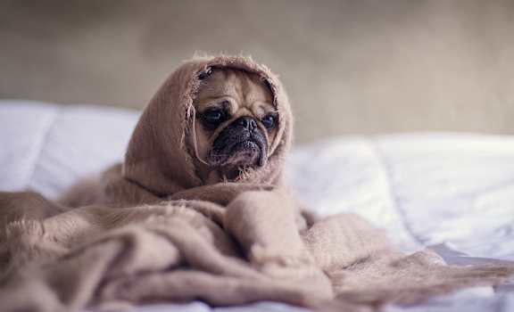 A pug on a bed wrapped in a pink tattered blanket