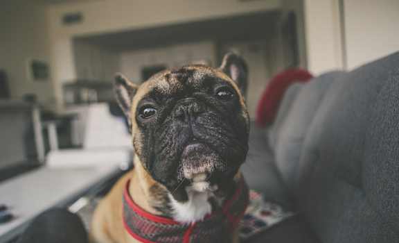 A french bulldog close up sitting on a couch