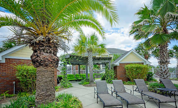 Lounge chairs placed under palm trees 