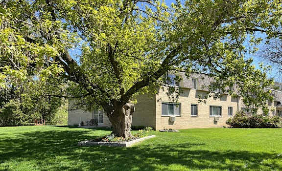 A large tree with green leaves stands in front of a building.