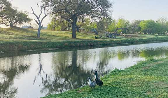 Ducks at river at Eagle View Apartments, Pleasanton, 78064