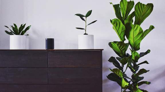 Stock photo of dresser with plants