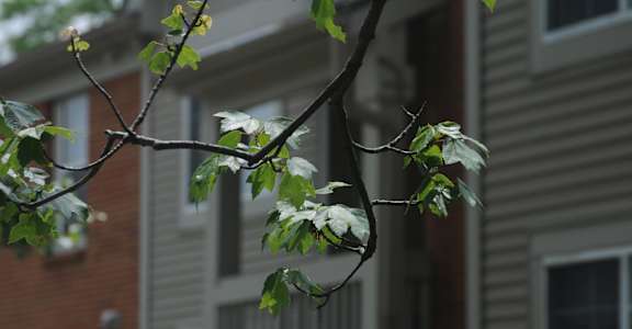 A tree branch with green leaves in front of a building.