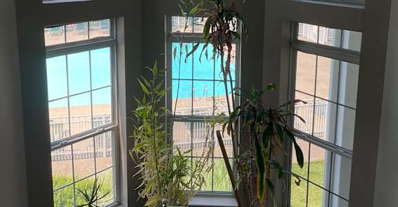 Three windows with potted plants in front of them.