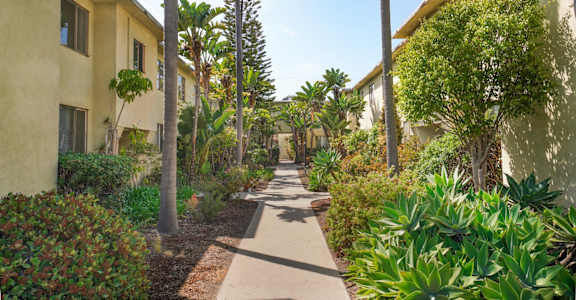 the walkway between the villas is lined with palm trees and plants