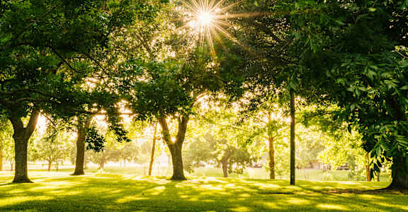 The sun is shining through the trees in a park.