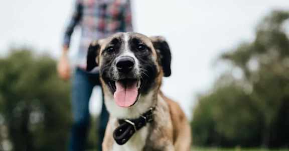 A happy dog is standing in front of a person wearing a plaid shirt.