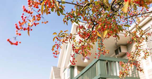 a house with a tree with red berries on it