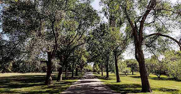 a tree lined path in a park with trees