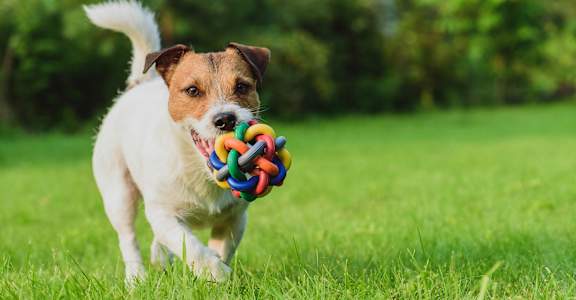 pet friendly apartments in Wilmington NC