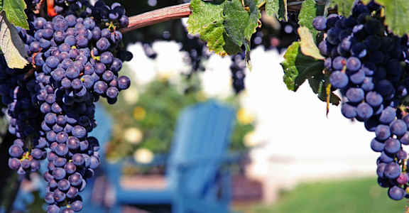 Grapes at Seabreeze Apartment Homes, Vallejo, 94590-7602