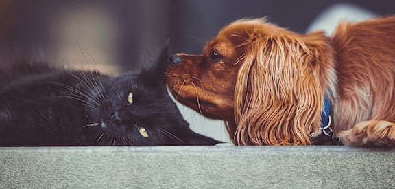 pet-friendly apartment in Flint, MI at Miller West Apartments