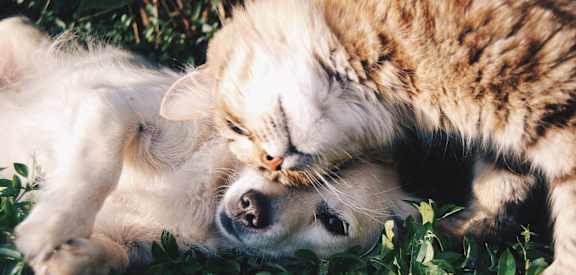 Pet friendly apartments in Romulus MI