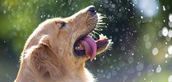 a dog with its tongue out looking up at the sky