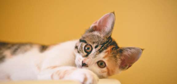 a cat laying down with its head on a candle
