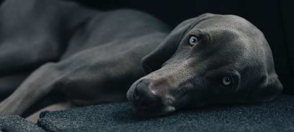 Dog Laying Down