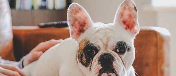 french bulldog on lap